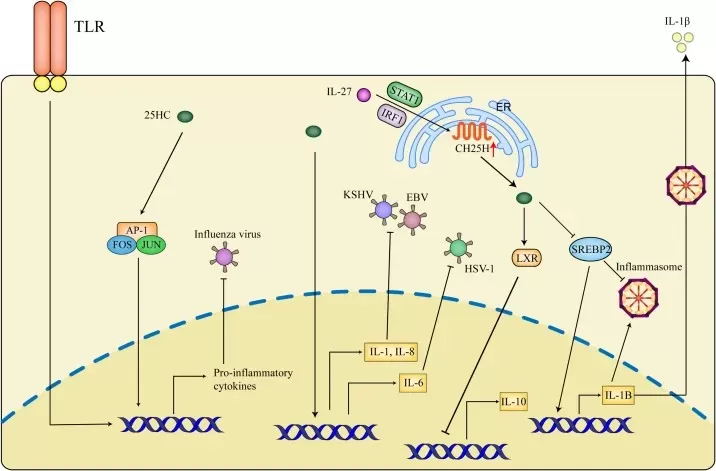 Inflammatory effects of 25-HC in antiviral activities and immune signaling